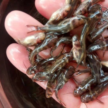 常年大量批发供应黄骨鱼苗，量大从优，无病毒，欢迎各位购。