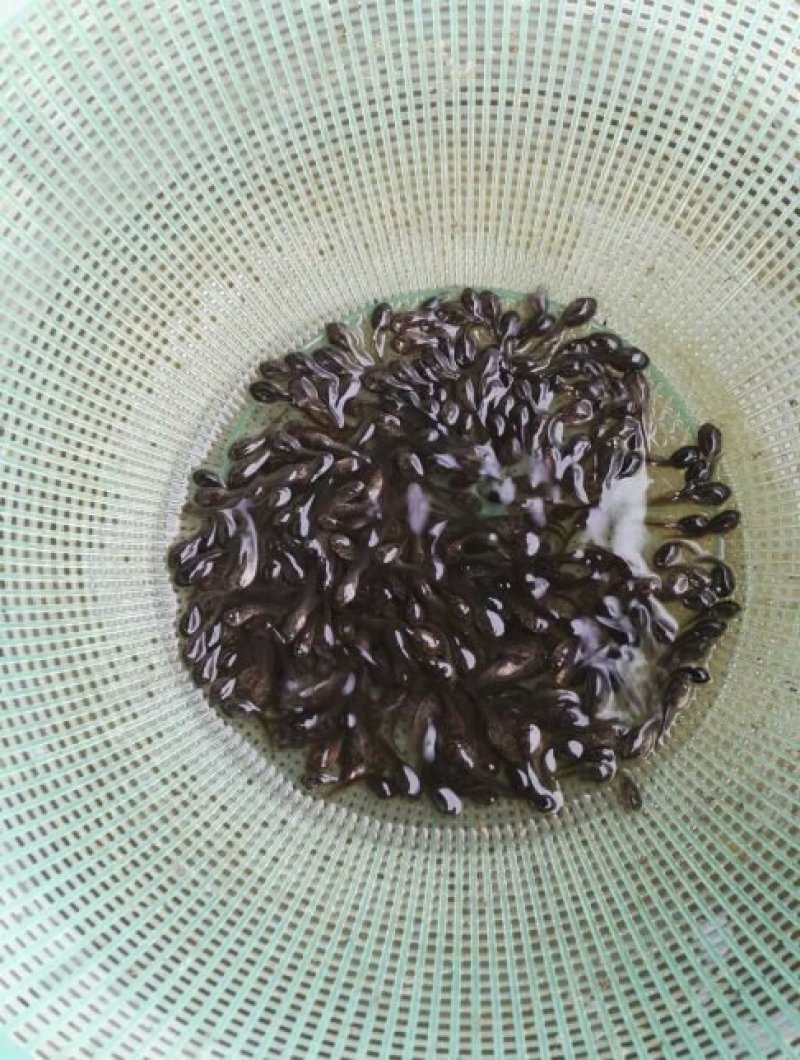 供应牛蛙苗蝌蚪苗牛蛙油