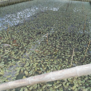 供应牛蛙苗蝌蚪苗牛蛙油