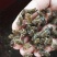 供应牛蛙苗蝌蚪苗牛蛙油