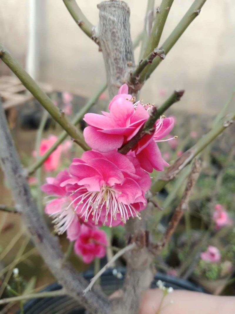 正峰花卉