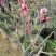 正峰花卉