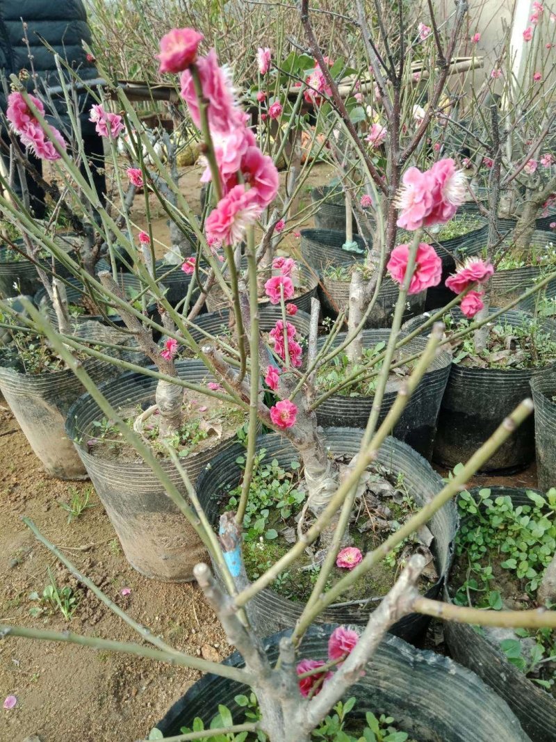 正峰花卉