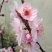 正峰花卉