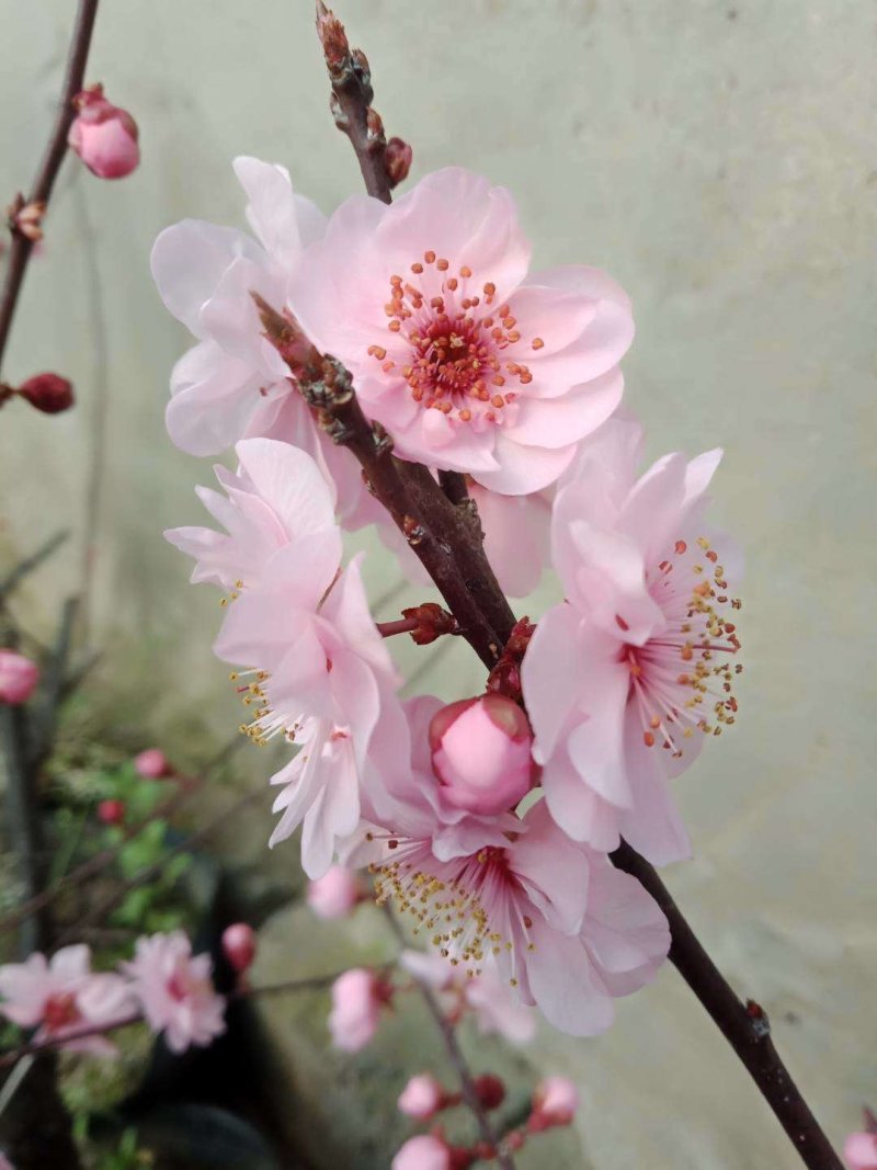 正峰花卉