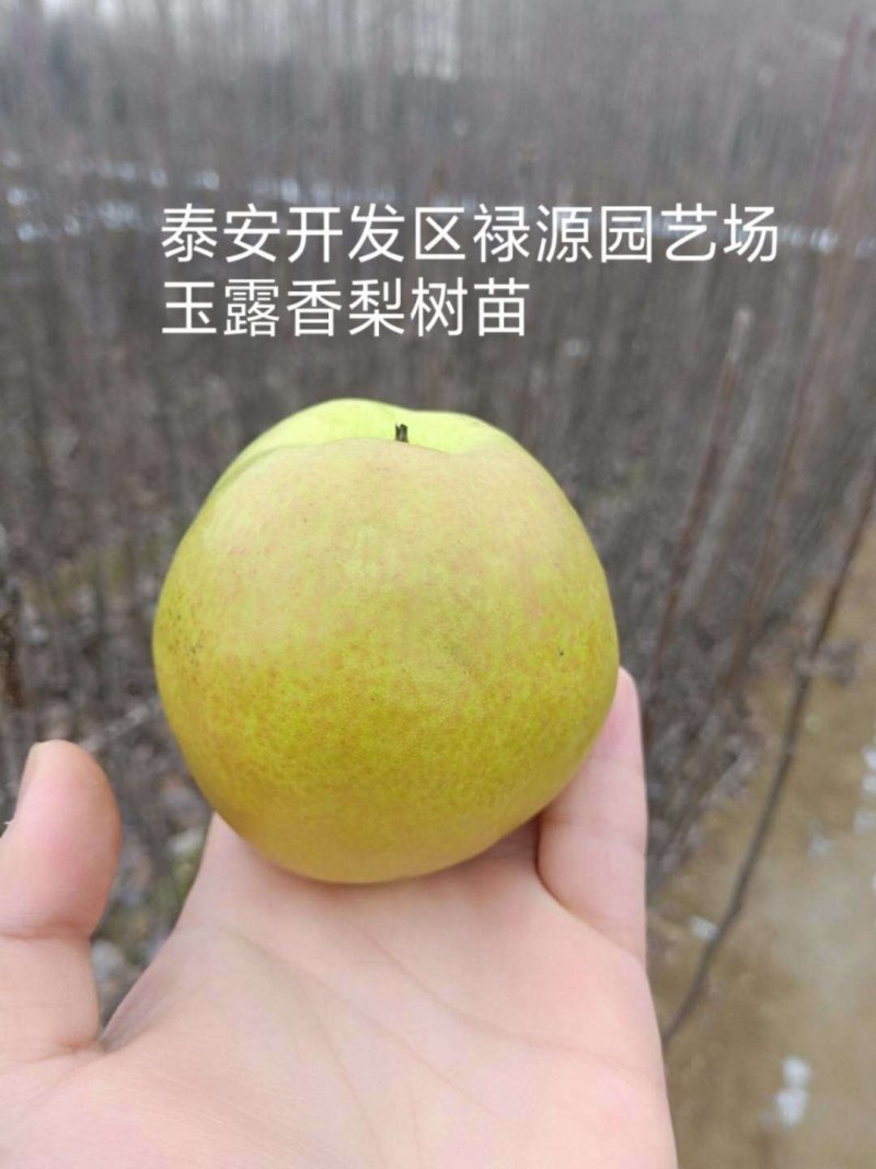 泰安开发区渌源艺厂