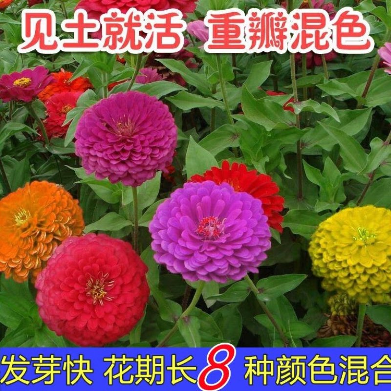 百日草种子！大花百日菊种子。百日草种子混色重瓣百日草花种