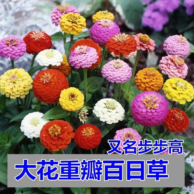 百日草种子！大花百日菊种子。百日草种子混色重瓣百日草花种