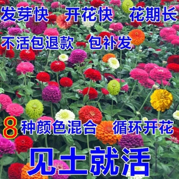 百日草种子！大花百日菊种子。百日草种子混色重瓣百日草花种