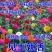 百日草种子！大花百日菊种子。百日草种子混色重瓣百日草花种