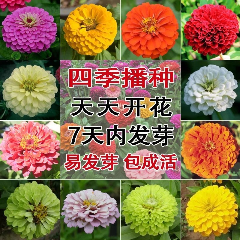 百日草种子！大花百日菊种子。百日草种子混色重瓣百日草花种