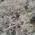 红花继母，小叶女贞，红叶石楠