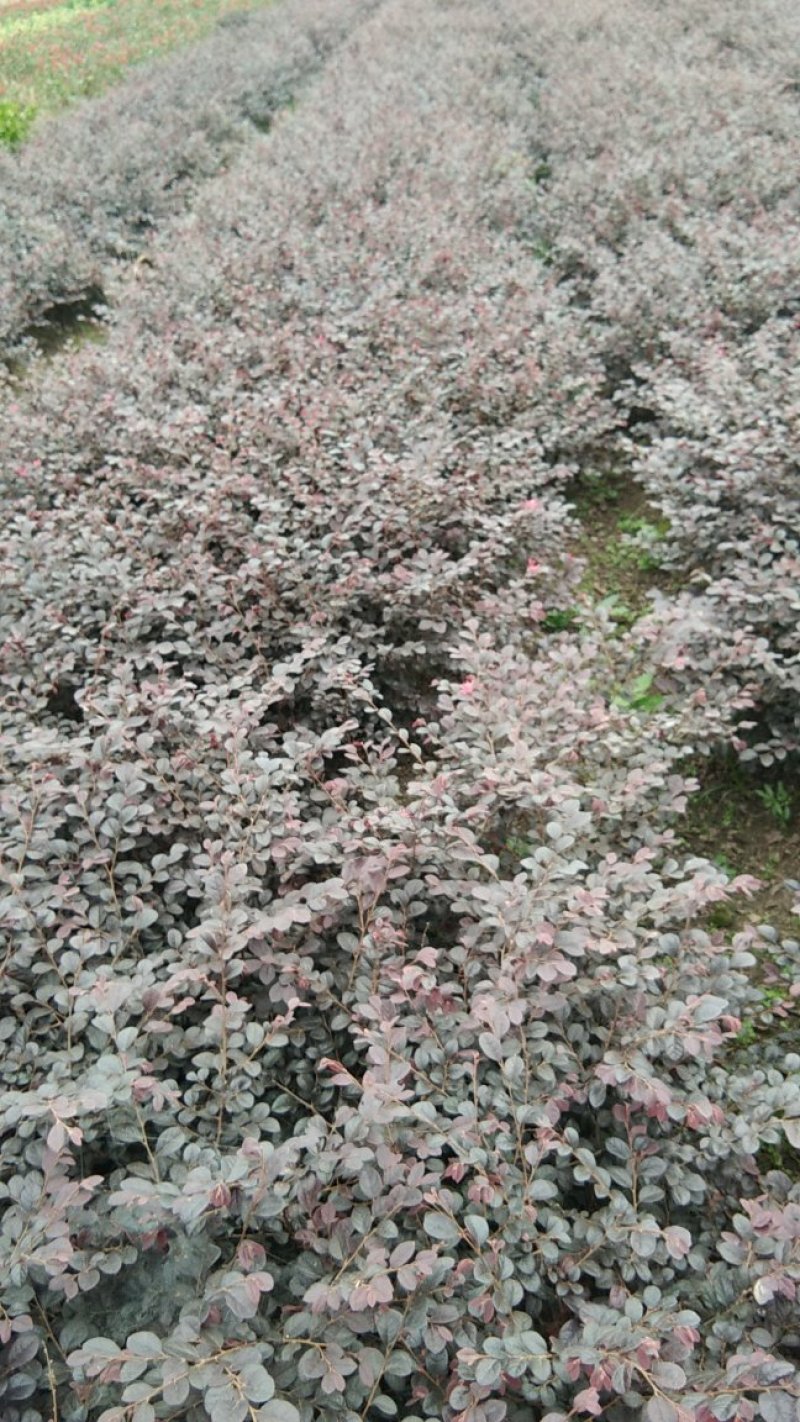 红花继母，小叶女贞，红叶石楠