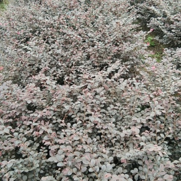 红花继母，小叶女贞，红叶石楠