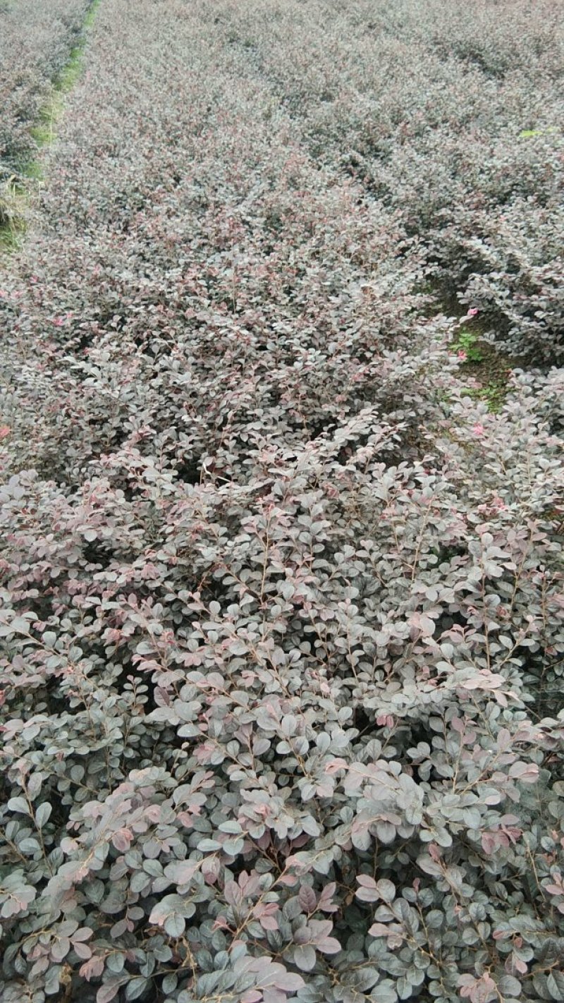 红花继母，小叶女贞，红叶石楠