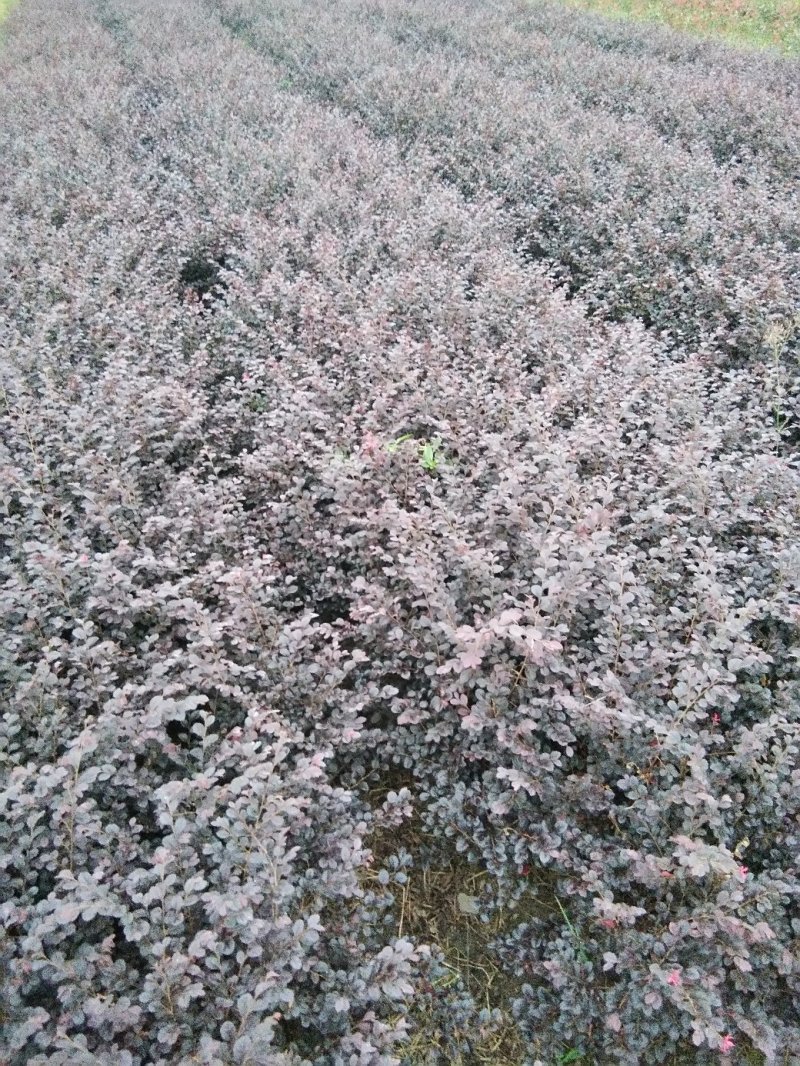 红花继母，小叶女贞，红叶石楠
