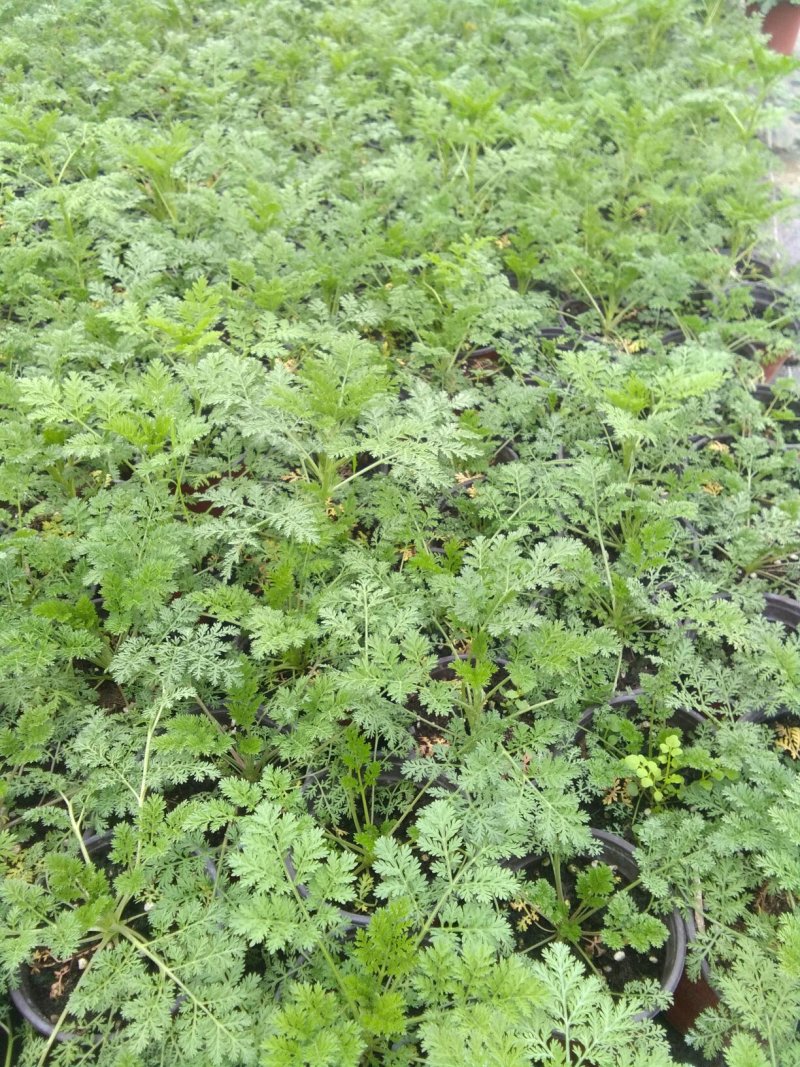 种苗