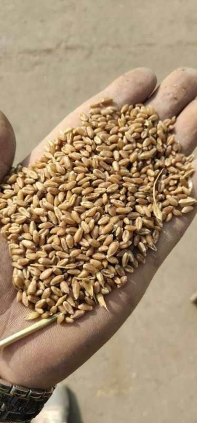 红小麦，国产与进口，强筋糸列品种，可磨面和饲料
