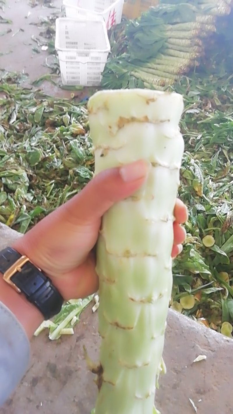 云南玉溪通海绿叶香芛