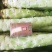 云南玉溪通海绿叶香芛