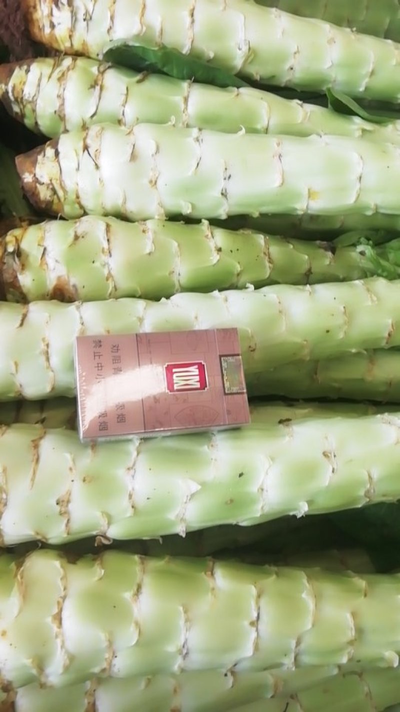 云南玉溪通海绿叶香芛