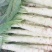 云南玉溪通海绿叶香芛