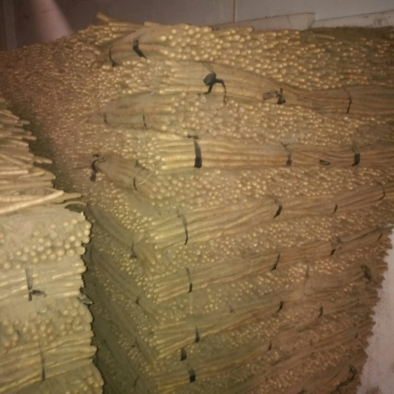 小白嘴小山药