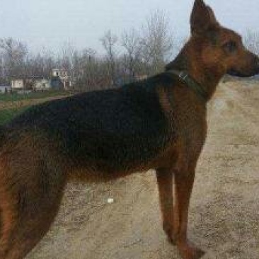 出信各种名犬。卡斯罗。杜高。金毛。泰迪。拉布拉。价格低。