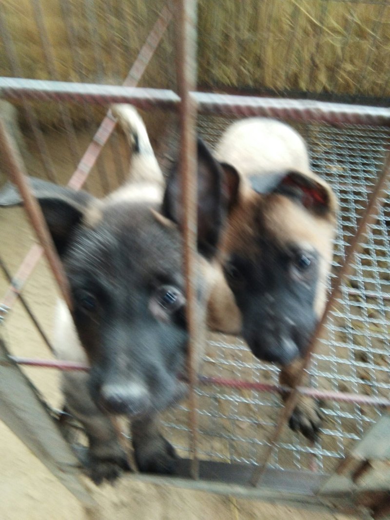 出信各种名犬。卡斯罗。杜高。金毛。泰迪。拉布拉。价格低。
