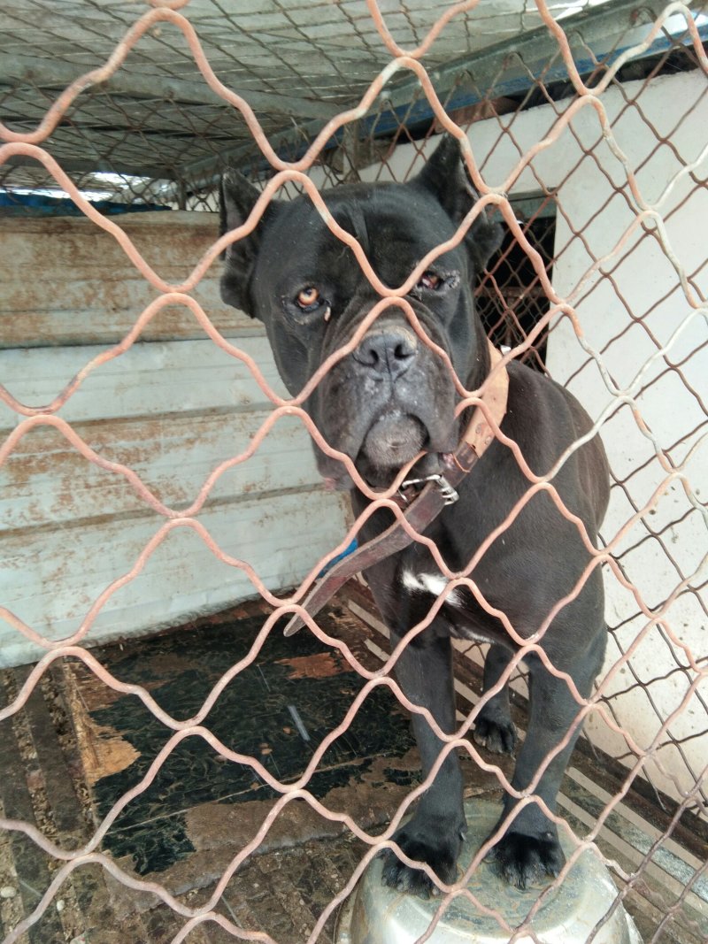 出信各种名犬。卡斯罗。杜高。金毛。泰迪。拉布拉。价格低。