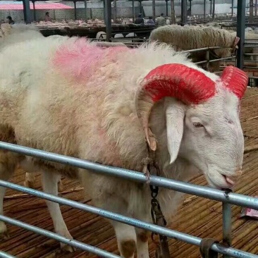 小尾寒羊