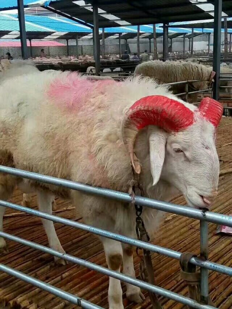 小尾寒羊