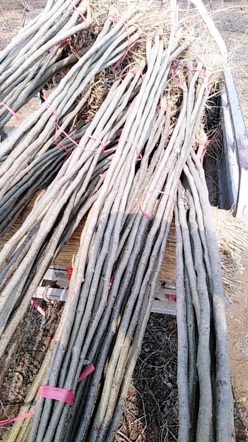 出售合欢树苗绒花树，榕花树苗