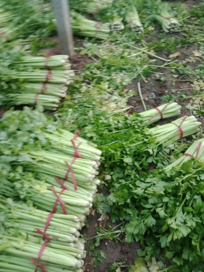 西芹，法国皇后西芹，已大量上市，欢迎选购顾有专业的团队