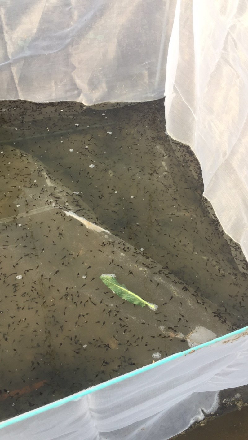 青蛙苗牛蛙苗技术苗子销售