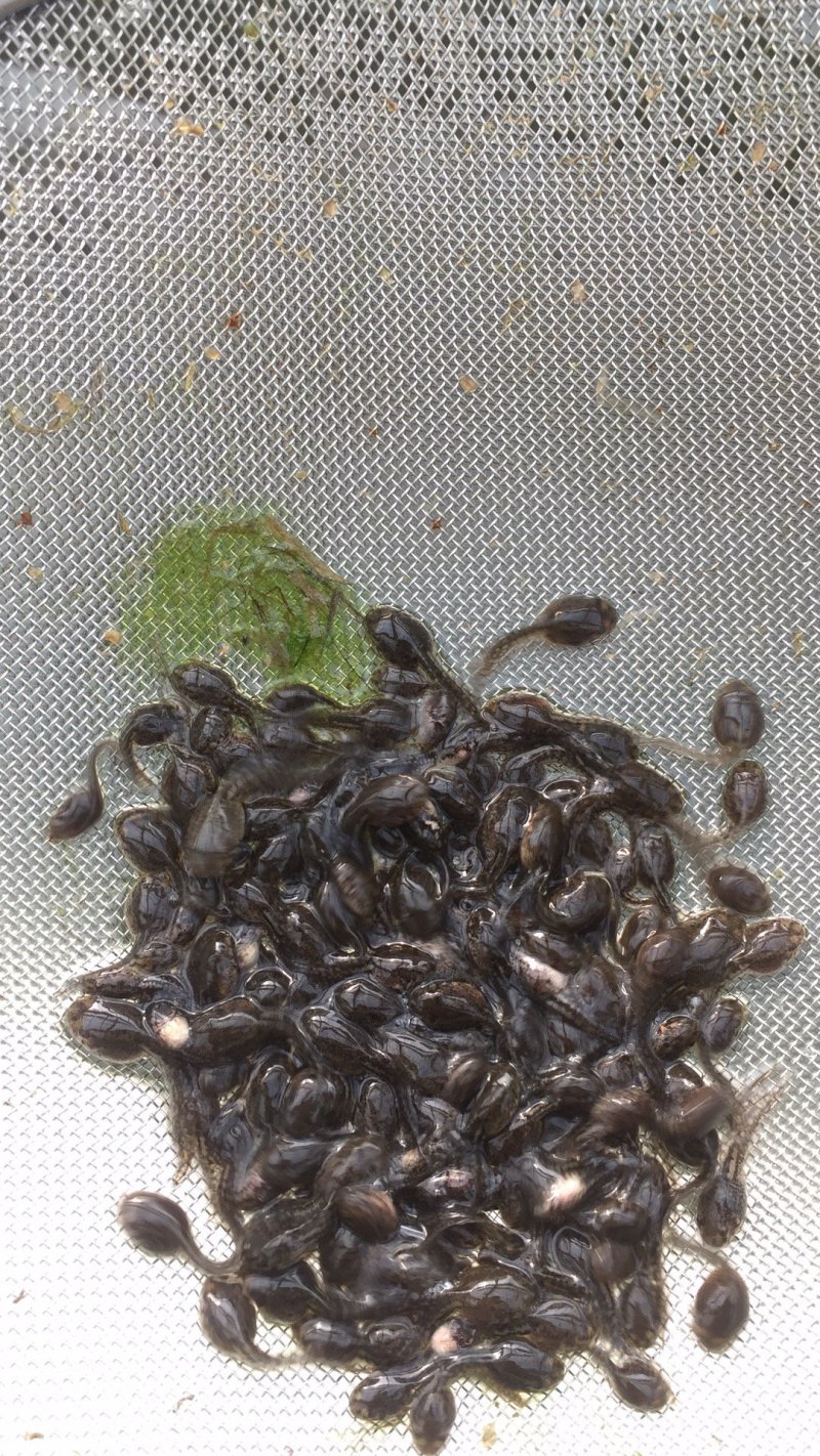 青蛙苗牛蛙苗技术苗子销售