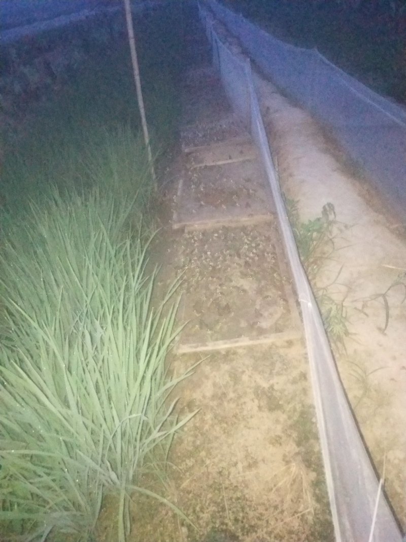 蝌蚪苗基地欢迎你来现场考察。，