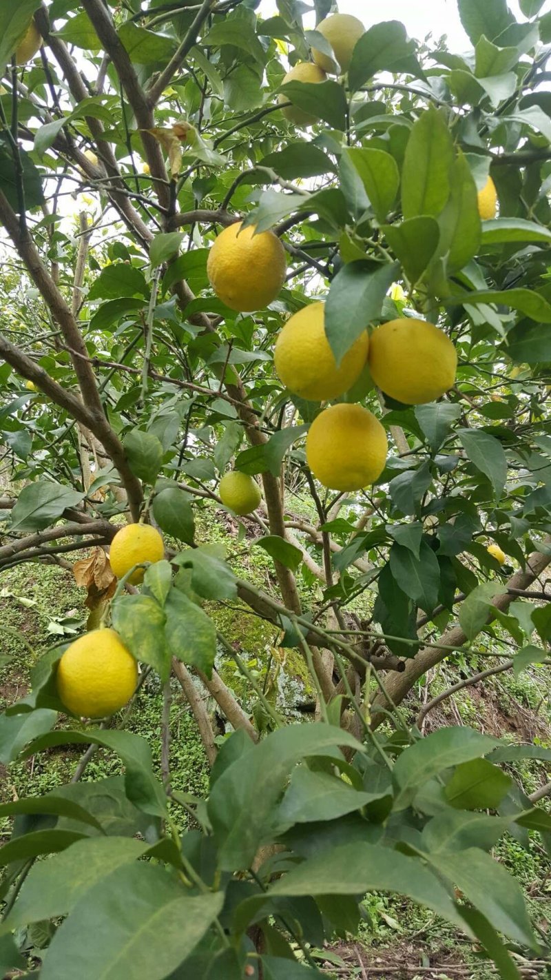 川贝枇杷膏2瓶包邮