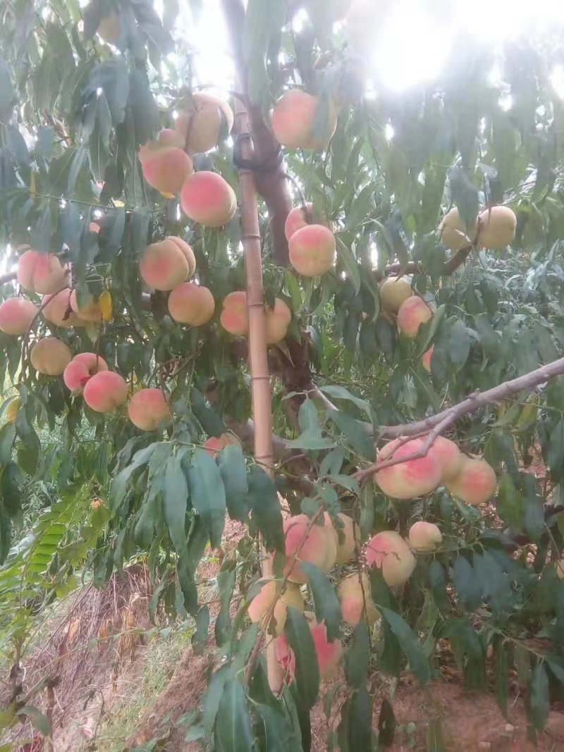 黄金桃苗，油潘桃苗，油桃，红不软桃苗，红桃苗等