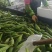 广东徐闻甜玉米一手货源从农户直达客户手上，诚信交易