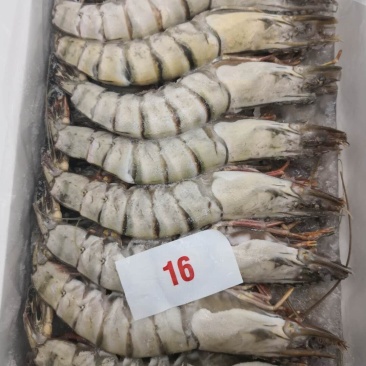 泰虾