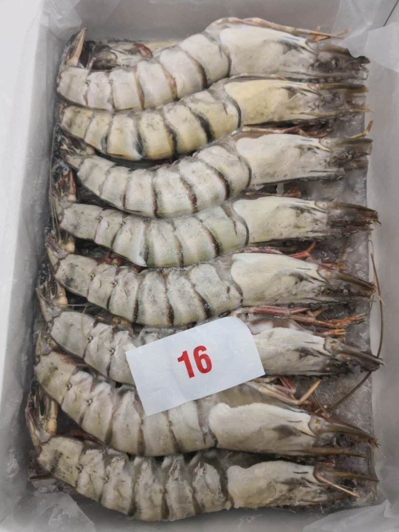 泰虾