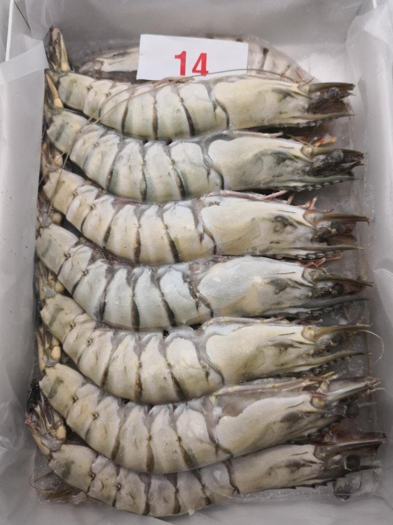 泰虾