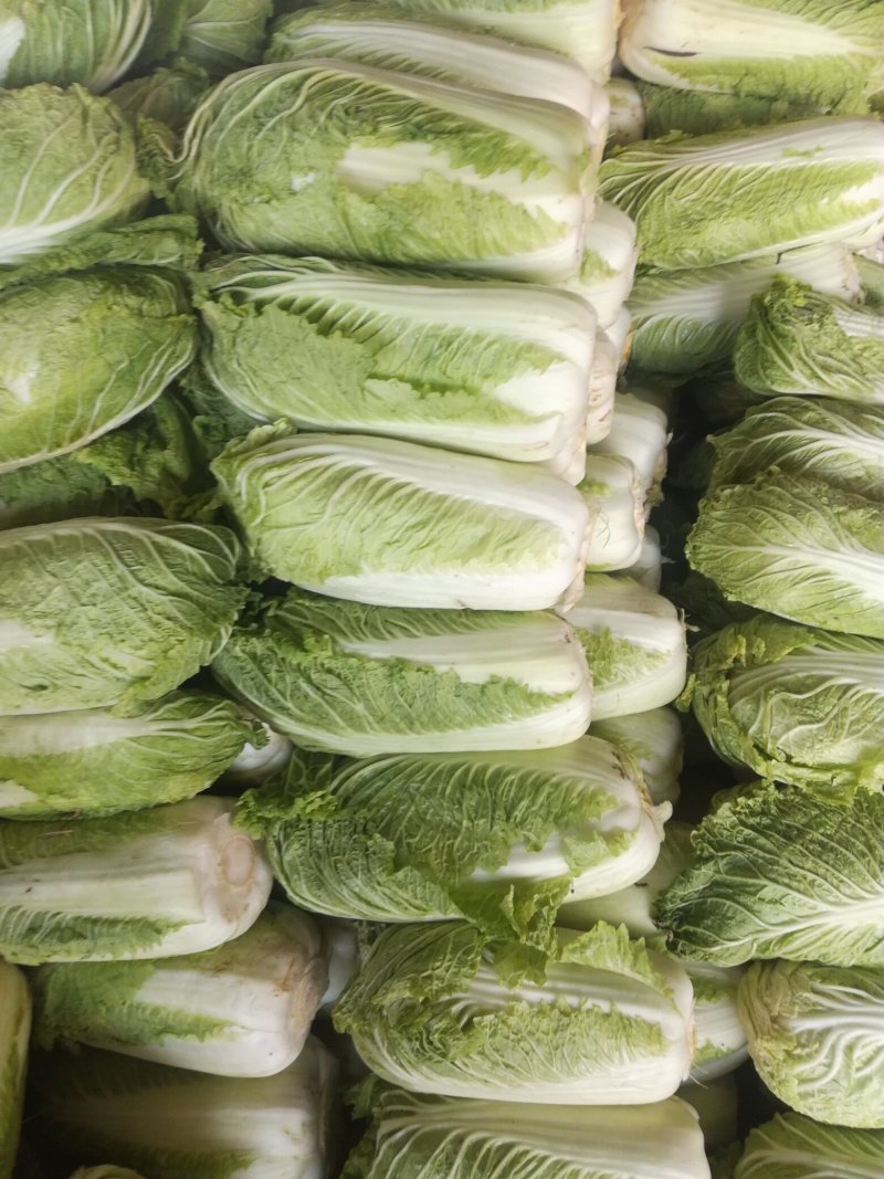北京三号白菜净菜每斤0、05元
