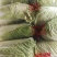 北京三号白菜净菜每斤0、05元