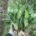 野生新鲜车前草车轮草牛舌草大东山山货全颗带根凉茶草药50