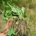 野生新鲜车前草车轮草牛舌草大东山山货全颗带根凉茶草药50