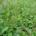 野生新鲜车前草车轮草牛舌草大东山山货全颗带根凉茶草药50