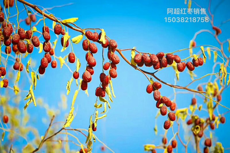 大枣核桃