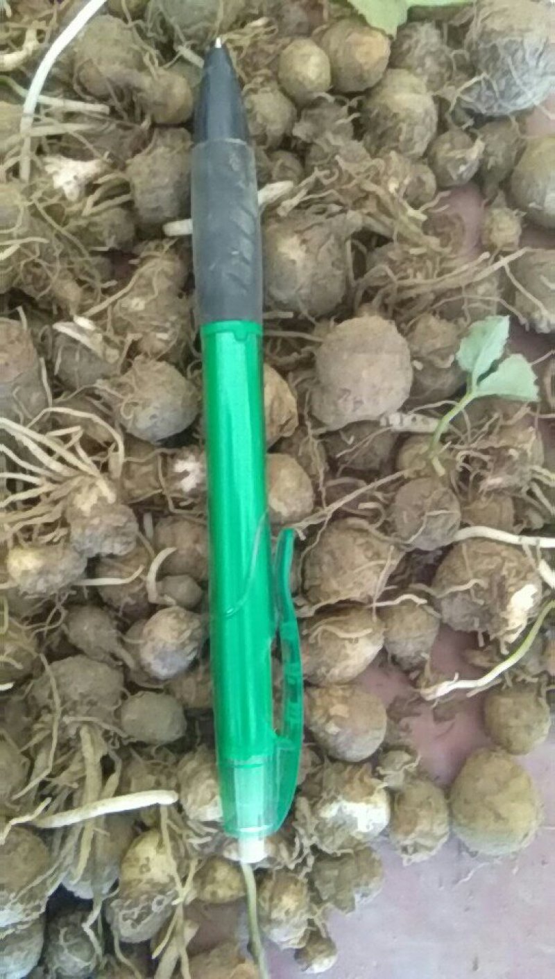 湖北荆半夏种球，可物流可上门提货，欢迎采购